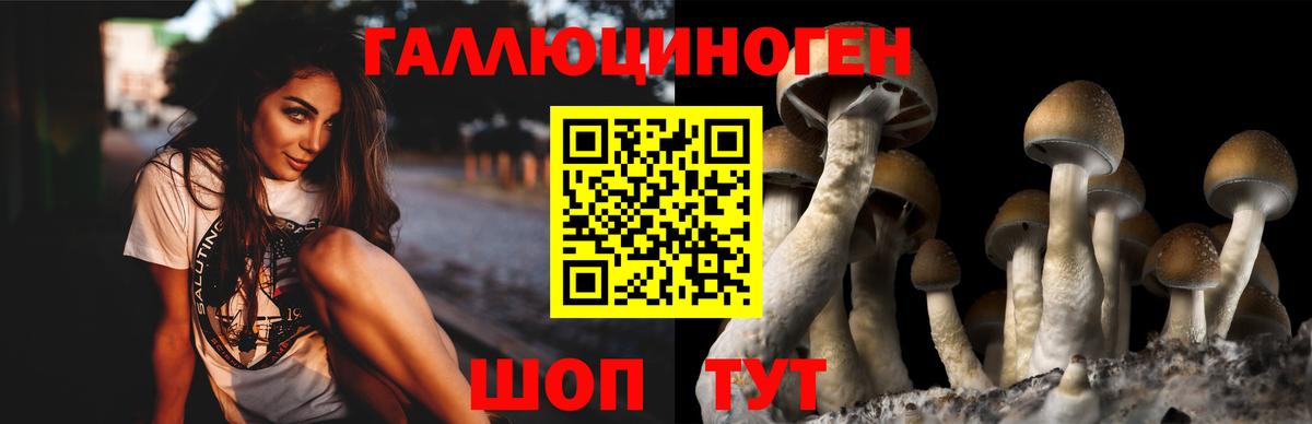 Псилоцибиновые грибы Psilocybe Людиново